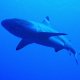 48- Requin pointe noire de lagon balafre 